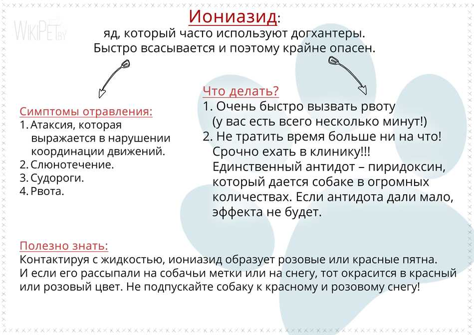 Изониазид для собак: смертельная доза для отравления - dlja-pohudenija.ru