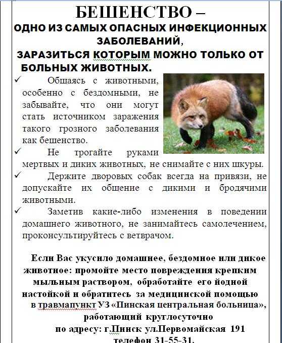 Бешенство у собаки