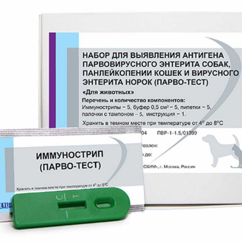 Энтерит у кошек и котят: симптомы и лечение