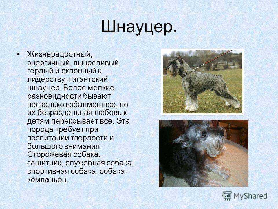 Миттельшнауцер: фото и описание породы собак
миттельшнауцер: фото и описание породы собак