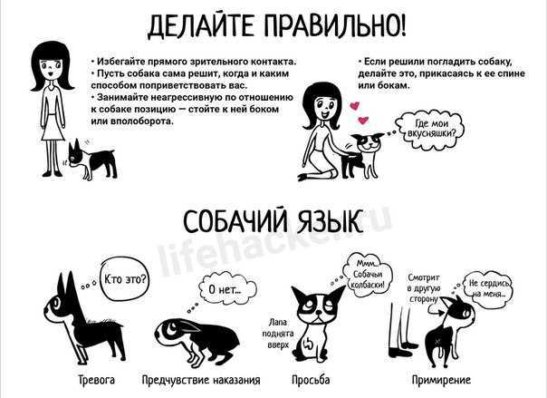 Как научить собаку команде голос. советы кинолога - dogtricks.ru