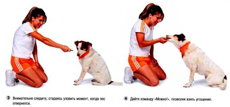 Команда «стоять!» собаке: как научить собаку команде «стой!»