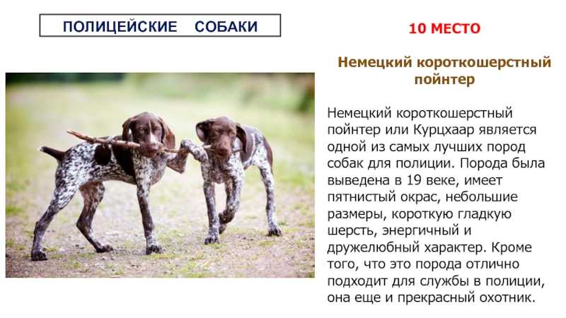Ши-тцу — уход и содержание в домашних условиях, забота о здоровье