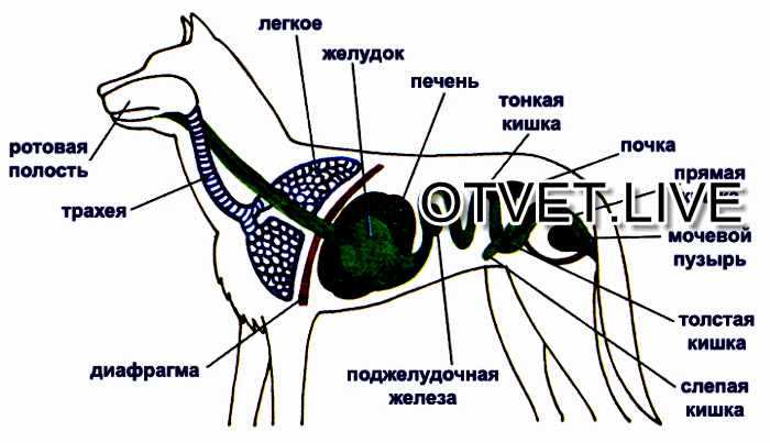 6. система органов мочевыделения. служебная собака [руководство по подготовке специалистов служебного собаководства]