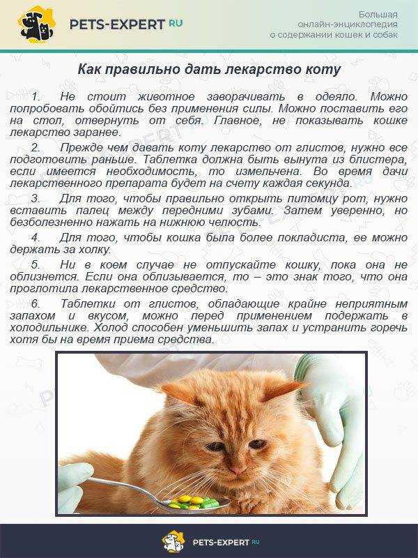 Как дать таблетку котенку: советы владельцам (несколько способов)