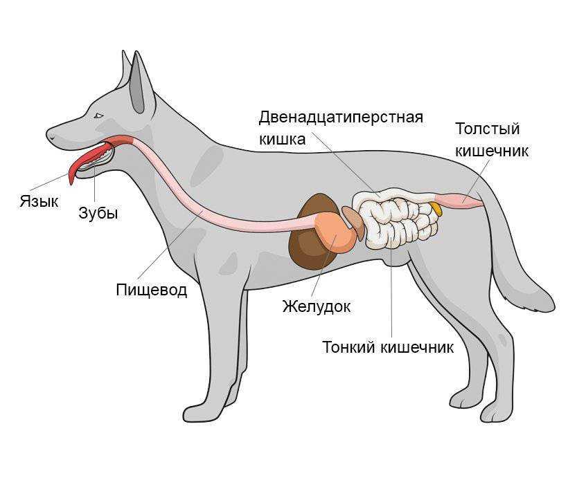 Потеют ли кошки и коты: как работает система потоотделения у котят и взрослых животных, может ли у питомцев выступить пот и в каких местах