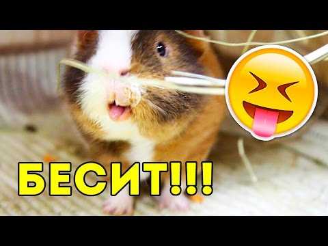 Морская свинка: уход и содержание в домашних условиях, сколько живет, чем кормить, размер клетки