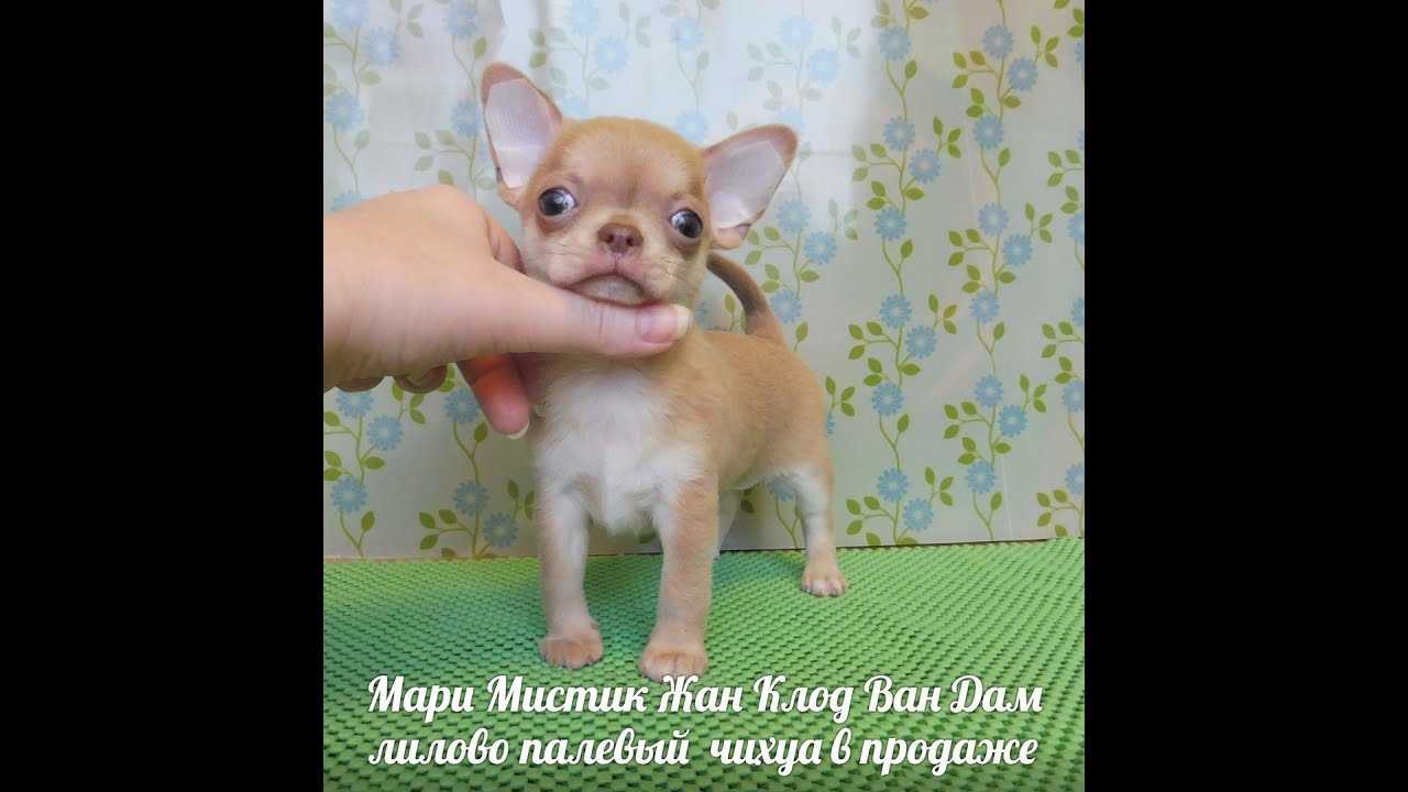 Когда у чихуахуа встают уши — оптимальный возраст