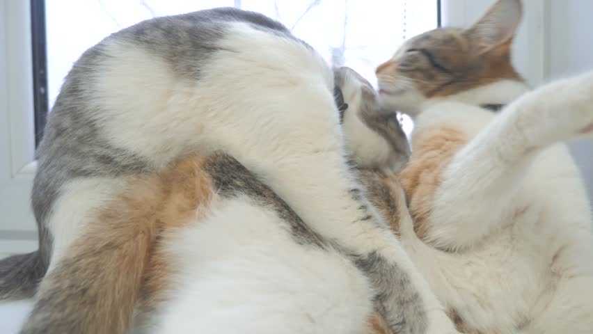 Почему кот лижет хозяина