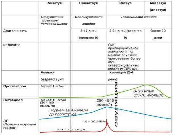 Вязка кошки первый раз: для тех, кто не в теме