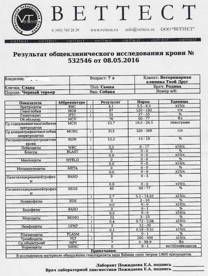 Пироплазмоз у собак: что делать если питомца укусил клещ, симптомы, лечение, стоимость терапии, последствия