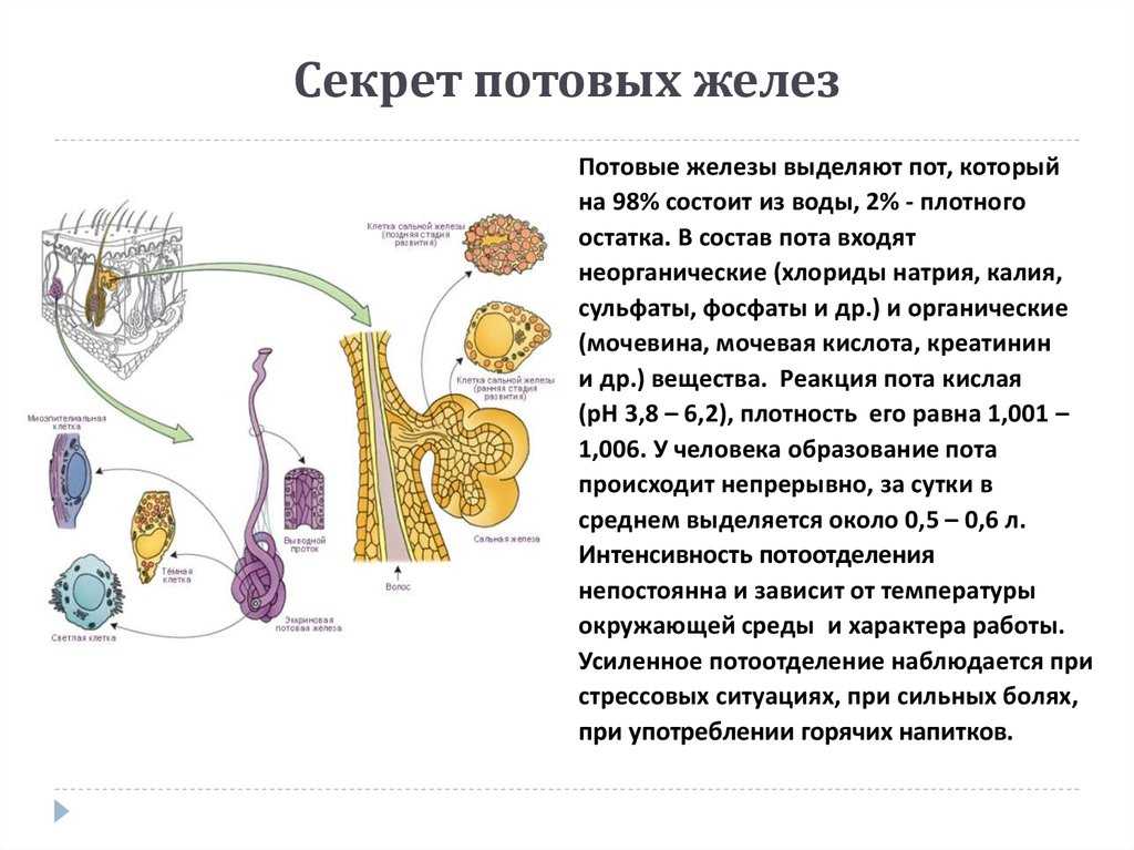 Потеют ли кошки: особенности выделительной системы, возможные проблемы терморегуляции и методы их решения