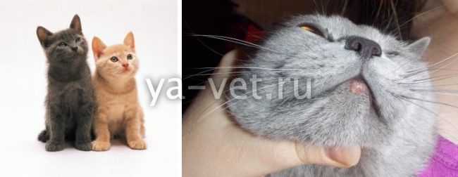 Что делать, если у кота опухла щека?