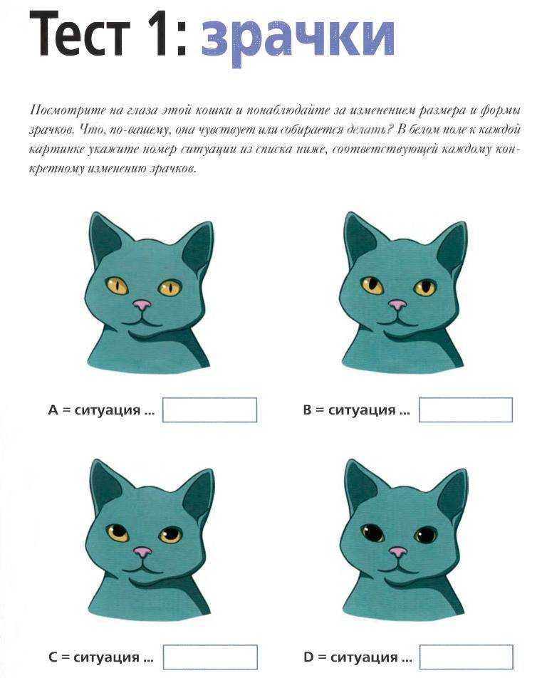 Как научить кошку танцевать