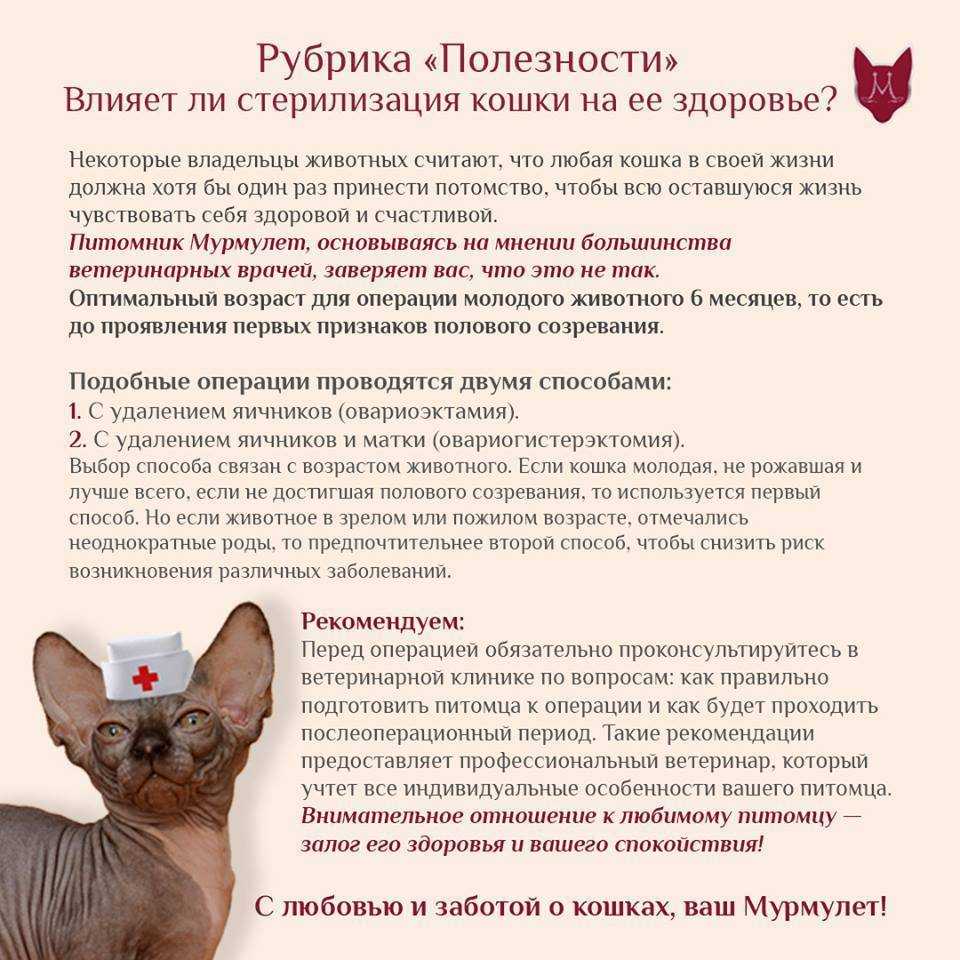 Во сколько месяцев стерилизуют кошку сфинкса