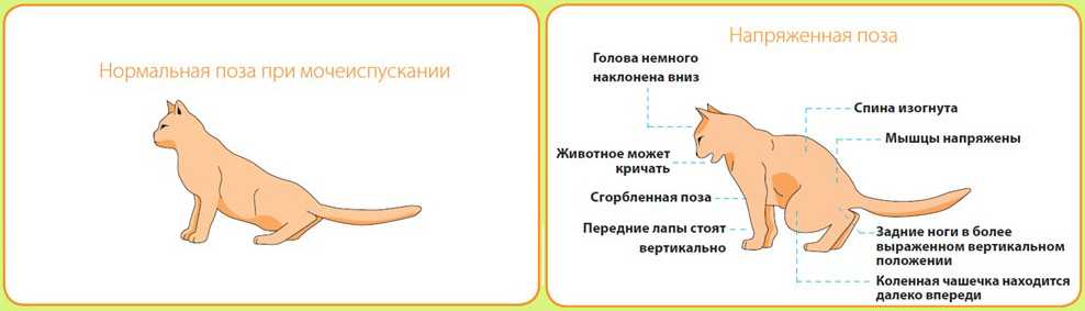 Почему кот после туалета ездит на попе. почему кошка ездит на попе: выясняем причины недомогания. кошка ездит на попе, потому что кусочки кала прилипли к шерсти