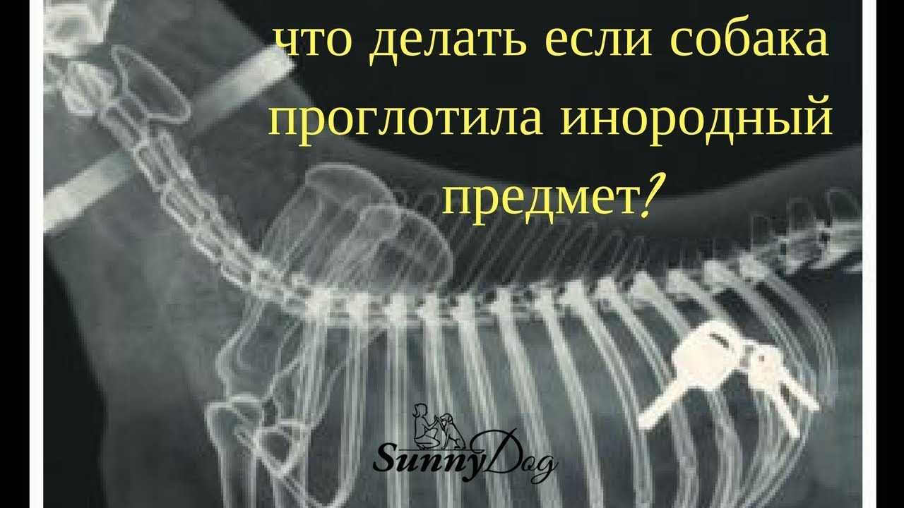 Как помочь собаке, если она проглотила посторонний предмет