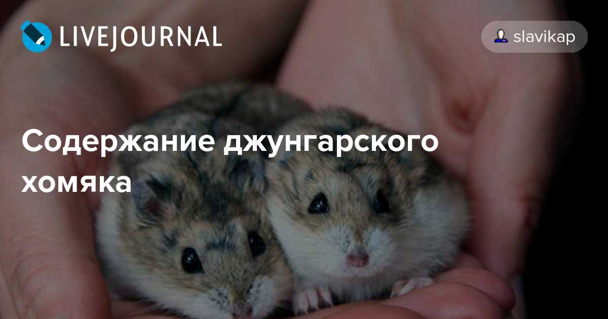 ᐉ можно ли купать хомяков, как мыть в воде в домашних условиях джунгарских и сирийских грызунов - zoopalitra-spb.ru