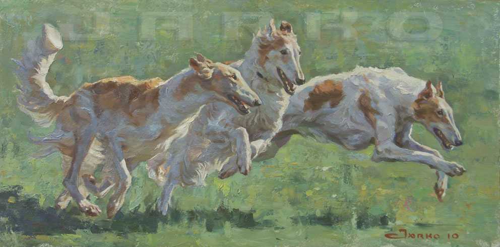 Венгерская борзая (мадьяр агар)