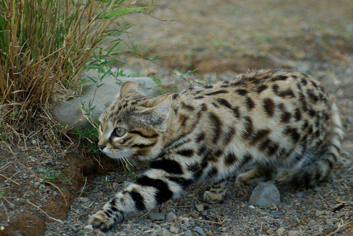 Черноногая кошка
