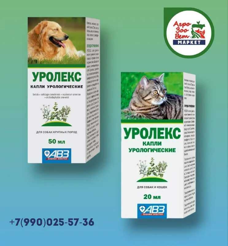 Изжога у собак: что делать?