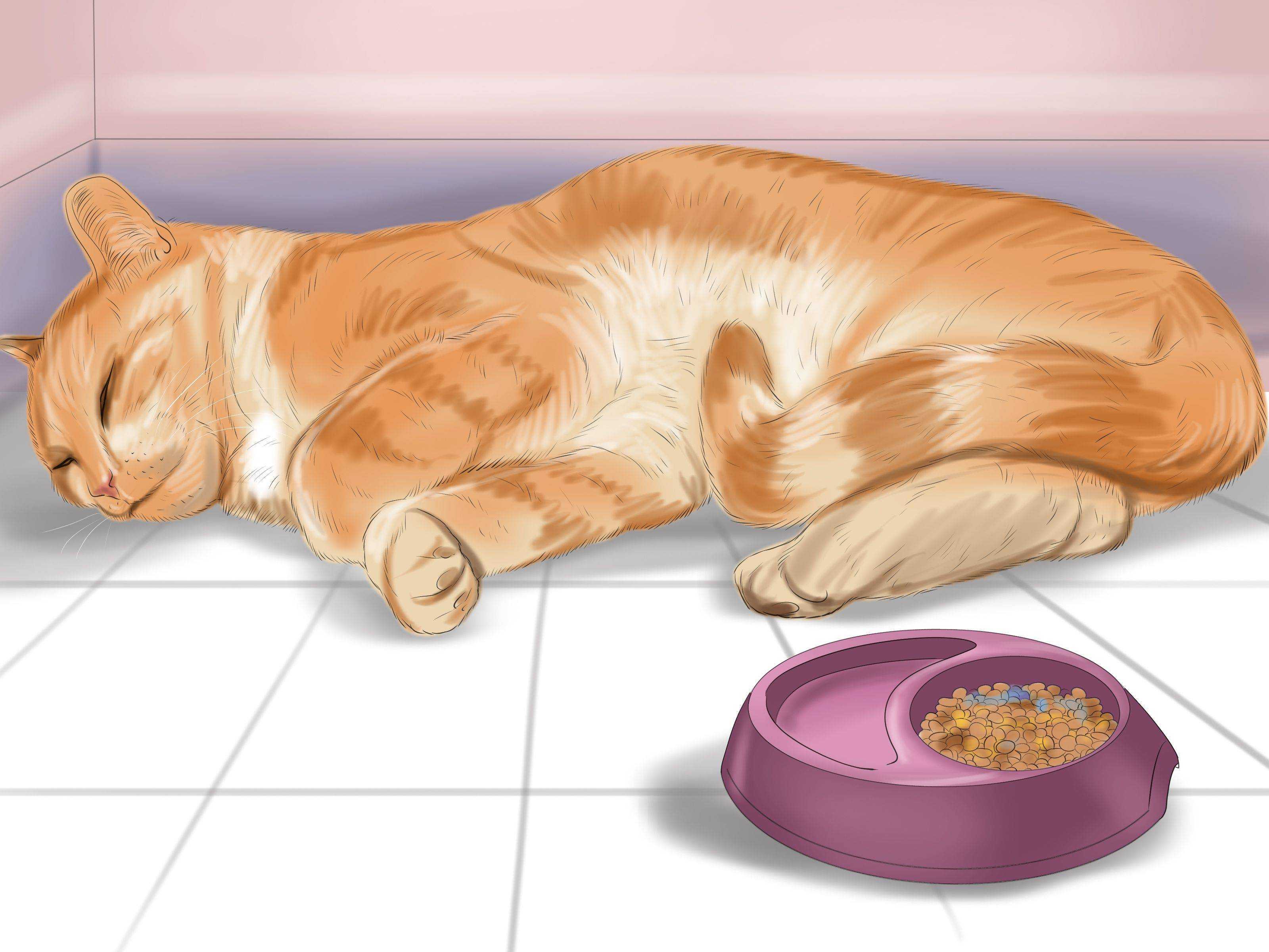 Кот не ест и не пьёт: тревожные симптомы, которые должны насторожить