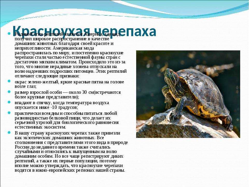 Черепахи водные домашние, маленькие: уход и содержание в аквариуме в домашних условиях