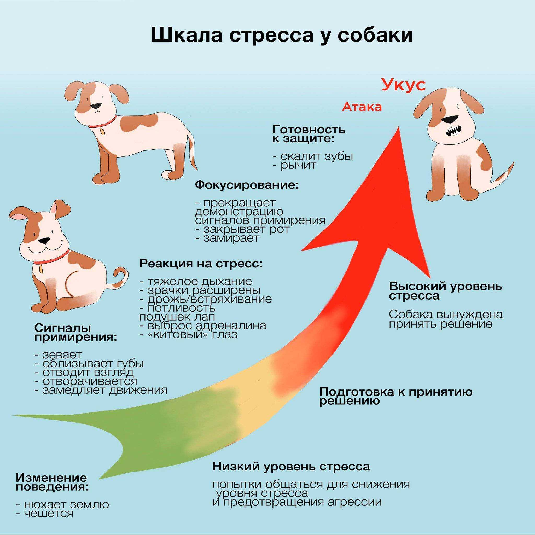 Решаем проблемы быстро: почему от собаки пахнет псиной, рыбой или тухлятиной?