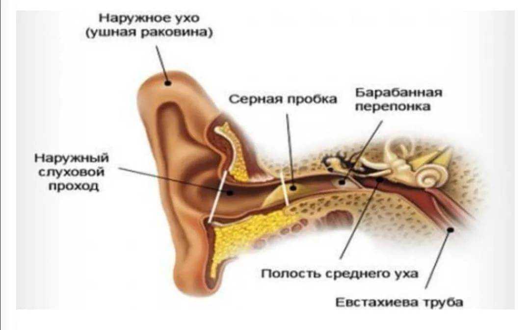 У кошки неприятно пахнет из ушей: причины, чем лечить