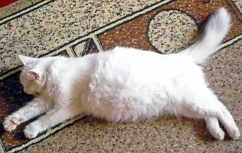 Кошка родила 1 котенка а живот еще есть