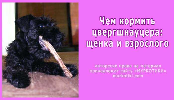 Рацион щенка цвергшнауцера в 3 месяца. щенок цверг шнауцер рекомендации выращивание кормление