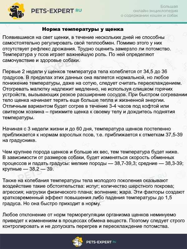 Как сбить температуру у собаки: что делать, что можно дать в домашних условиях, как понять что высокая, повышенная после операции, как снизить признаки, таблетки парацетамол, симптомы критическая