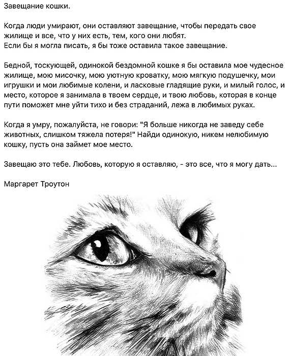 Переселилась ли душа кошки в мою внучку? реинкарнация в чистом виде