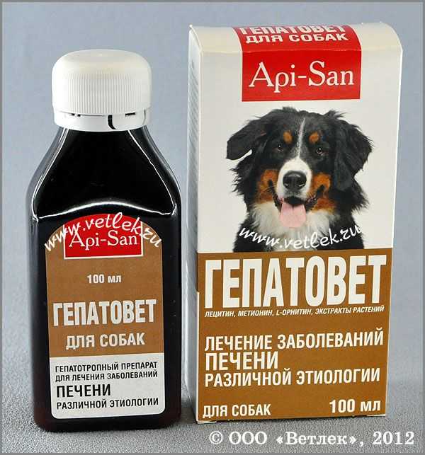 Плохой аппетит у собаки
