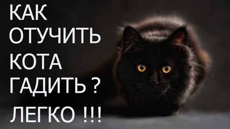Кот исправно ходил в лоток, а потом принялся гадить, где попало. что делать хозяину?