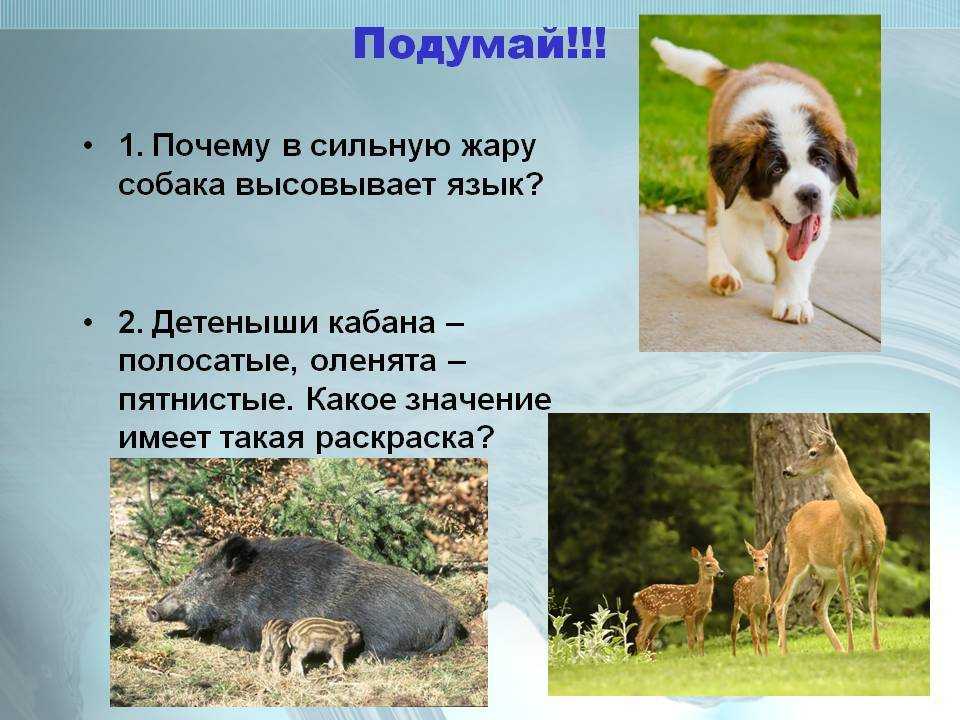 Почему собака высовывает язык: норма или патология?
почему собака высовывает язык: норма или патология?