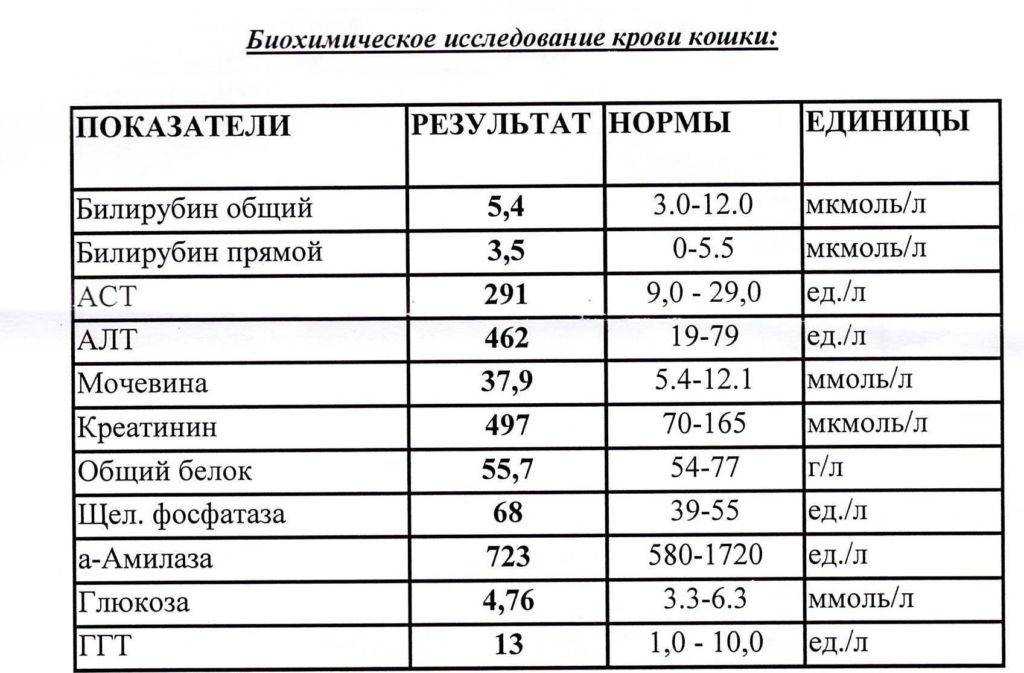 Стадии острой почечной недостаточности: начальная, олигоанурическая, полиурическая | университетская клиника