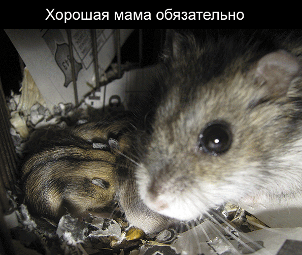 Как определить пол сирийского хомяка и джунгарского, чем отличаются хомяк-мальчик от девочки.