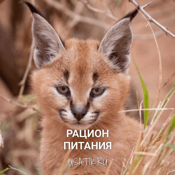 Порода кошек каракал: описание, характер, фото, частые болезни