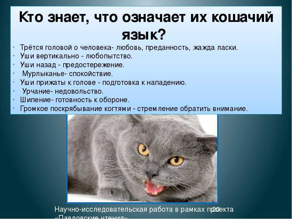 Что делать, если кошка плохо себя ведёт