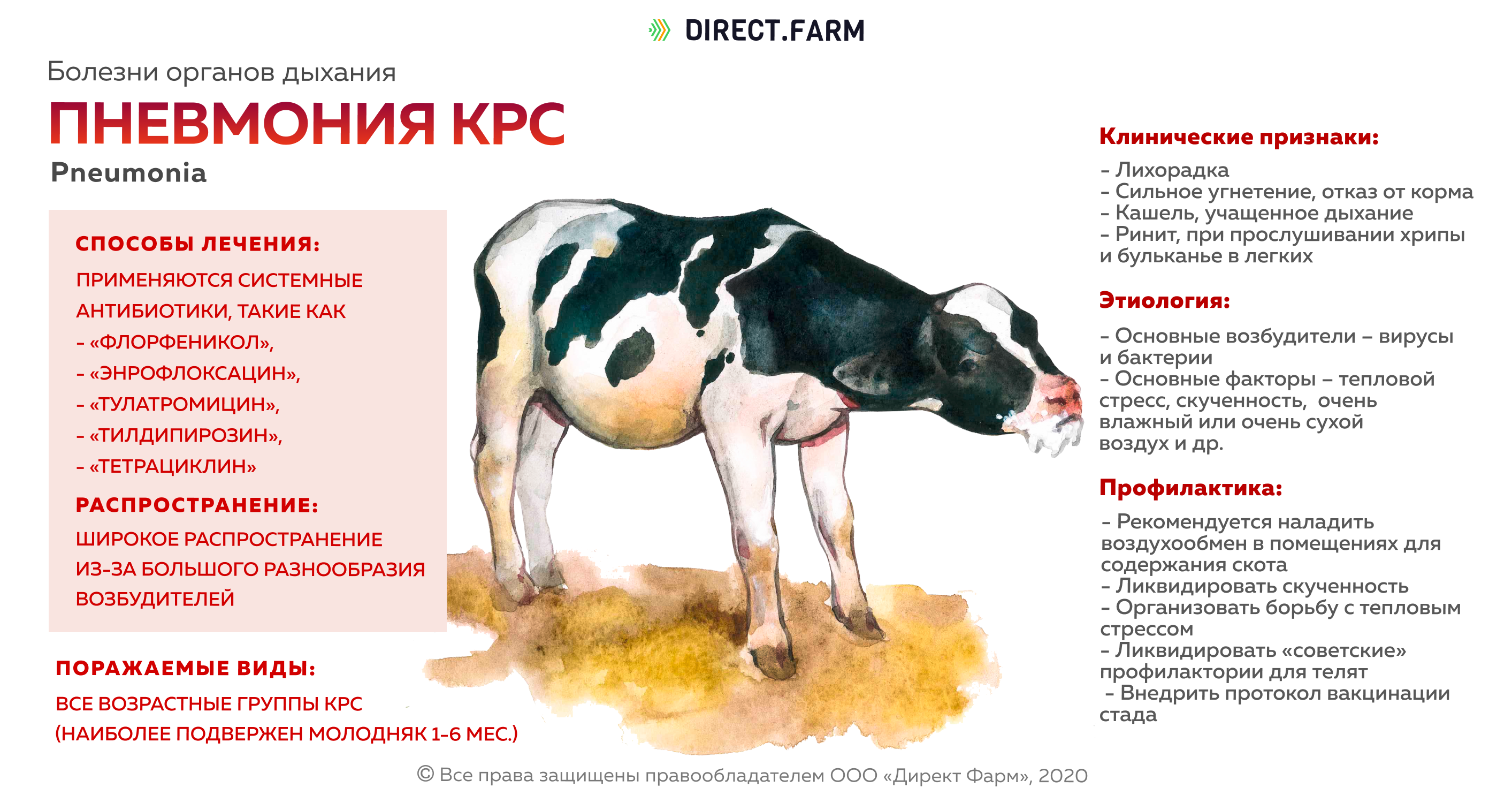 Почему собака кашляет и срыгивает белой пеной? важная информация
