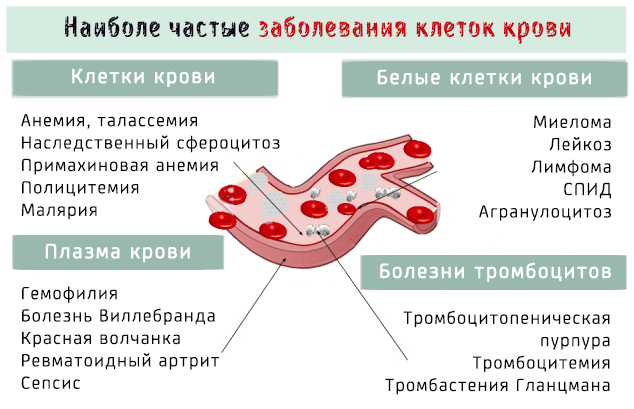 Пониженные лейкоциты в крови у кошки - причины и лечение