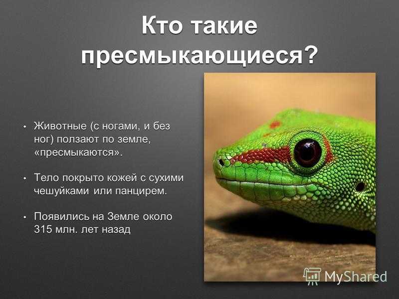 Черепахи | virtual laboratory wiki | fandom