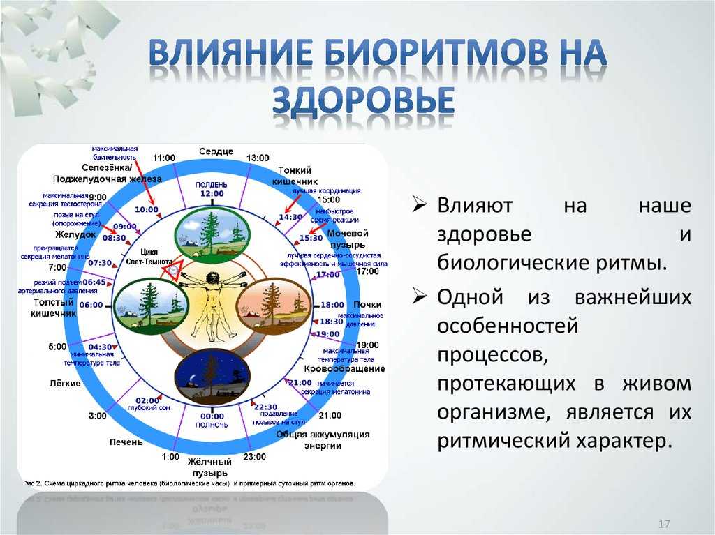 7 самых любопытных фактов о взаимоотношениях человека и кошки