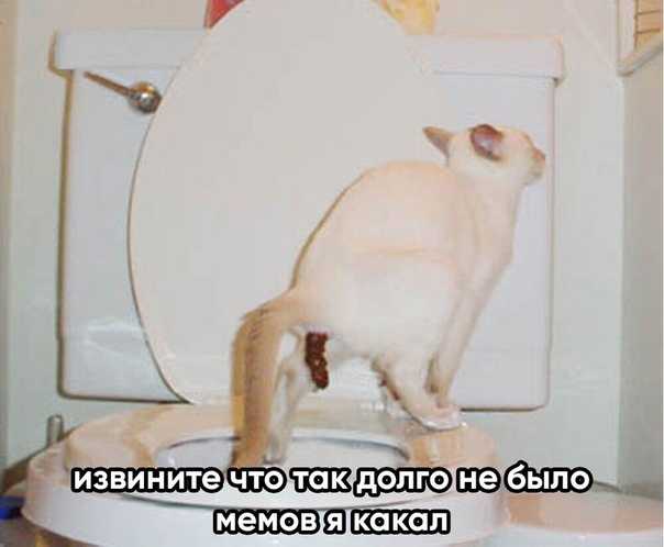 Кошка чешет попу об ковер: глисты, воспаление или раздражение? почему кошка ездит попой по ковру кошка ползает попой по полу