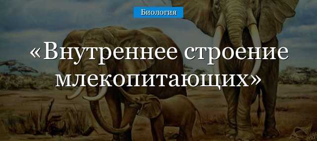 Уход за декоративной крысой: как выбрать клетку и наполнитель, какие купить аксессуары и можно ли мыть крыс