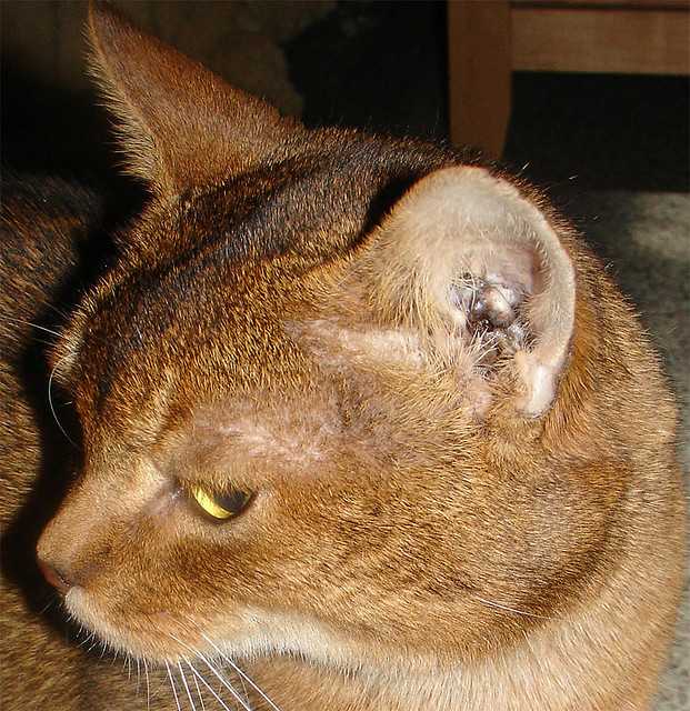 У кота из уха течет коричневое и воняет - что делать?