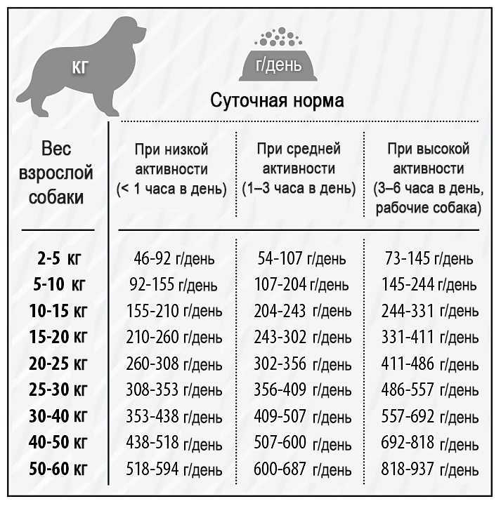 Шарпей фото, описание породы, характер, отзывы, уход, как приучать щенка шарпея