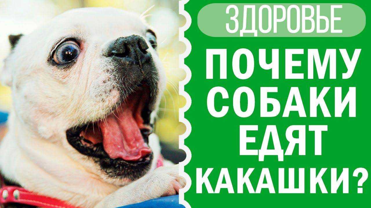 Щенок ест свои экскременты: причины, что делать