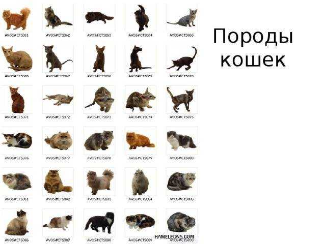 Загадочные чёрные кошки: всё об их окрасе
